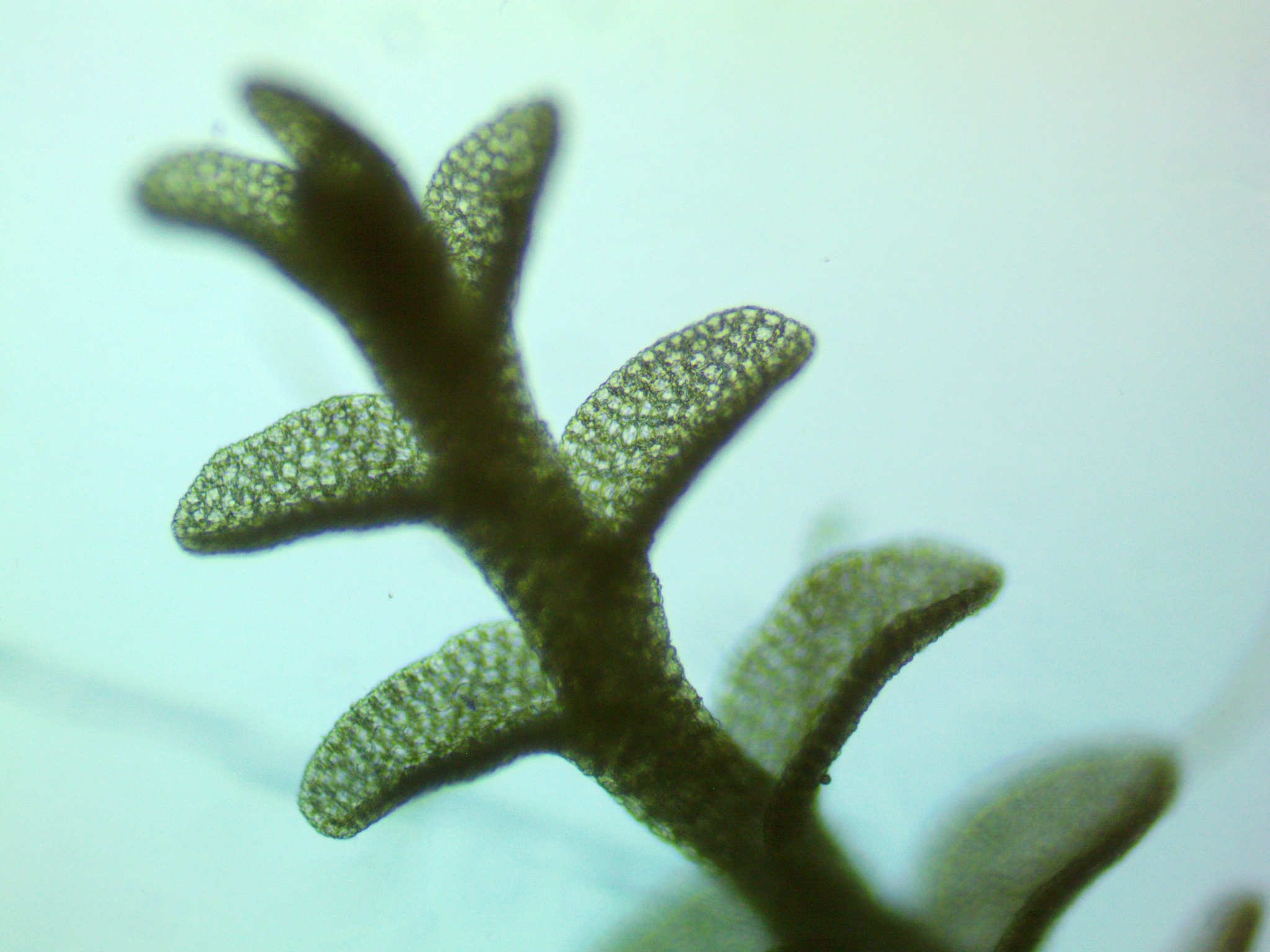 Solenostoma totopapillosum