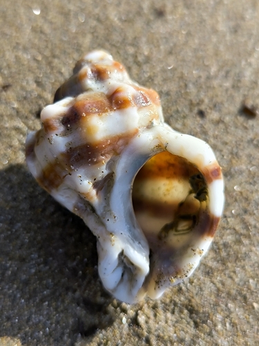 Hexaplex trunculus