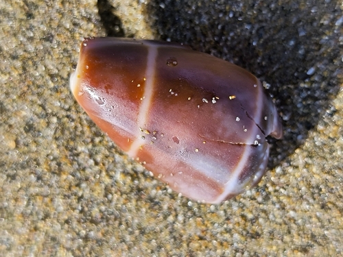 Conus ventricosus