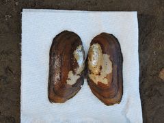 Elliptio roanokensis