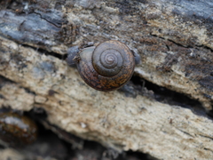 Helminthoglypta cypreophila
