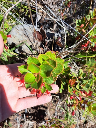Vaccinium dentatum observed 2026-01-13