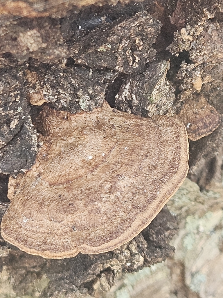 Fuscoporia gilva · January 2026 · photo: © willingarden (iNaturalist, cc-by)