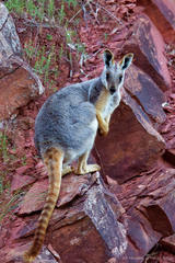 Petrogale xanthopus