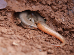 Plestiodon gilberti gilberti