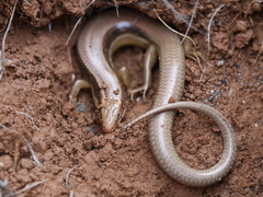 Plestiodon gilberti gilberti