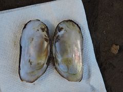 Elliptio roanokensis