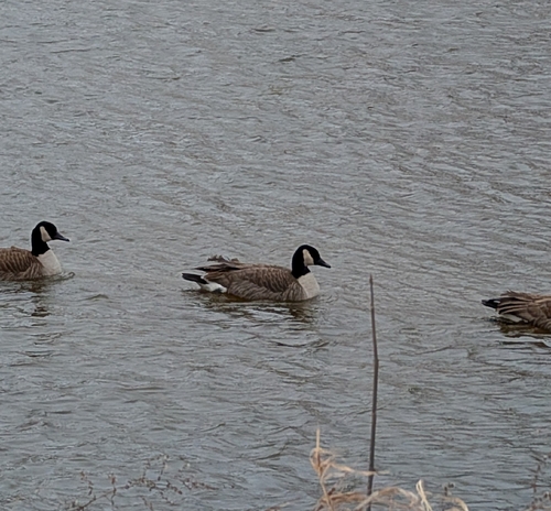 Canada Goose