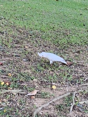 Cacatua goffiniana