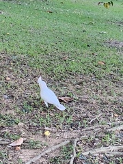 Cacatua goffiniana