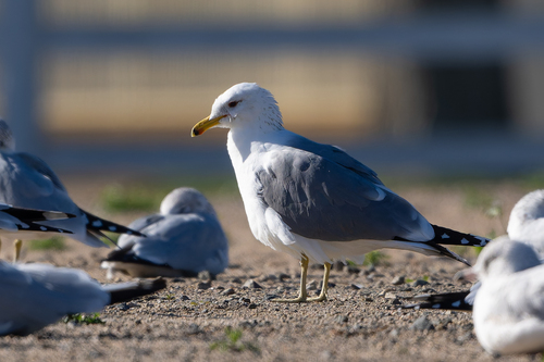 California Gull (Larus californicus), photo 6
