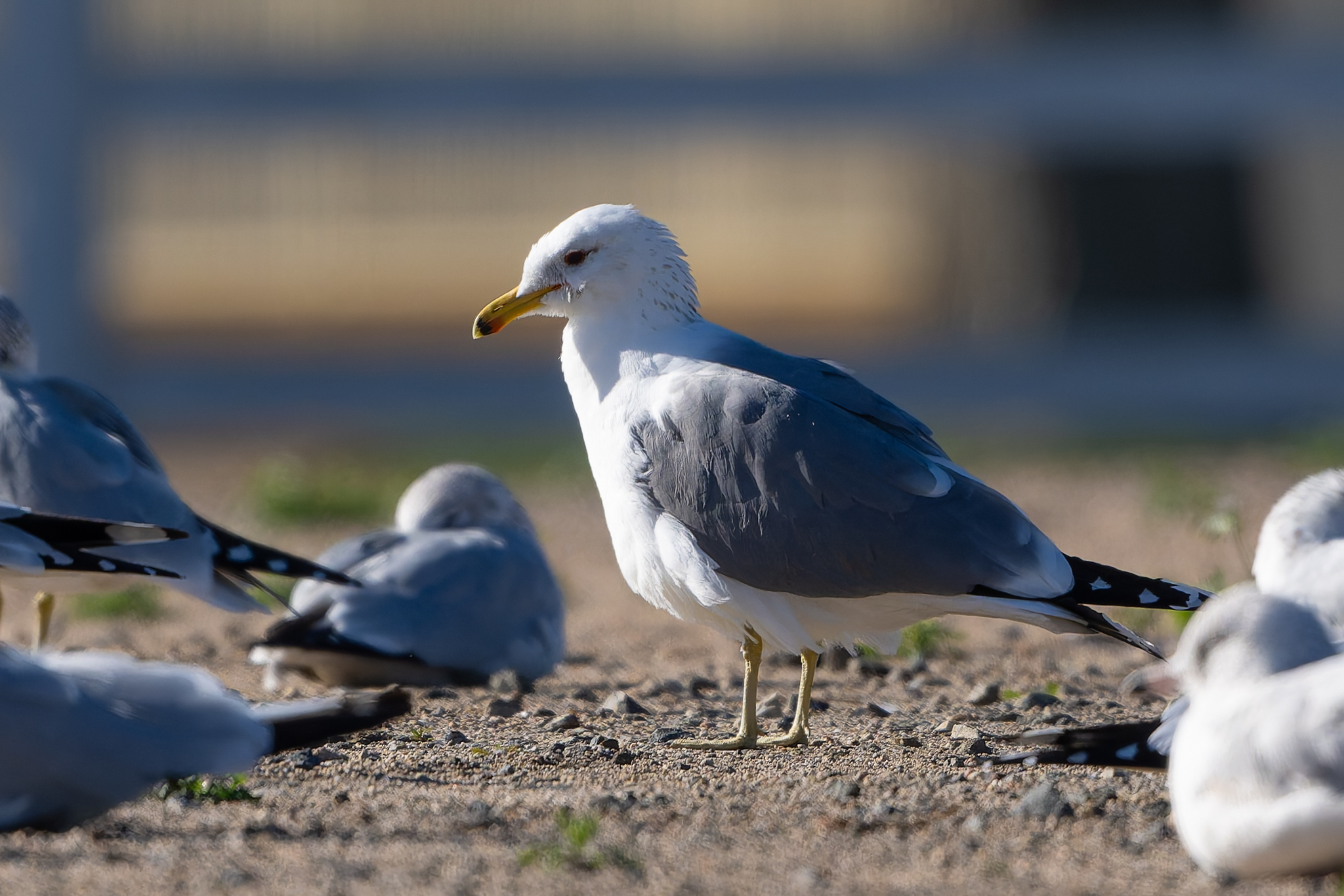 California Gull (Larus californicus), photo 4