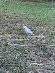 Cacatua goffiniana