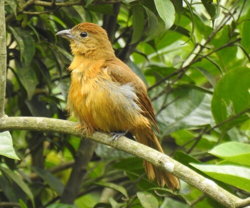 Flame-crested Tanager (Loriotus cristatus), photo 3