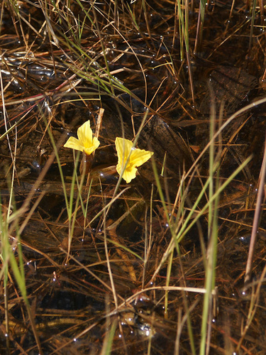 Water Lettuce