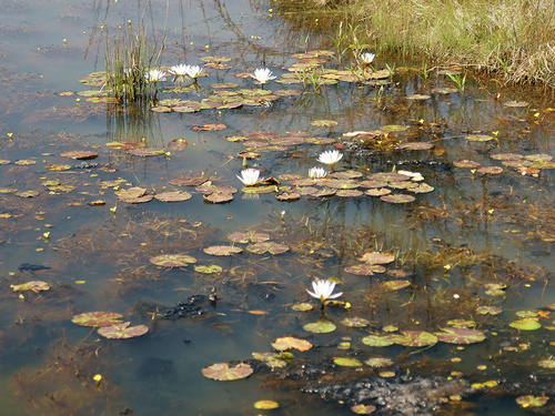 Day Waterlily