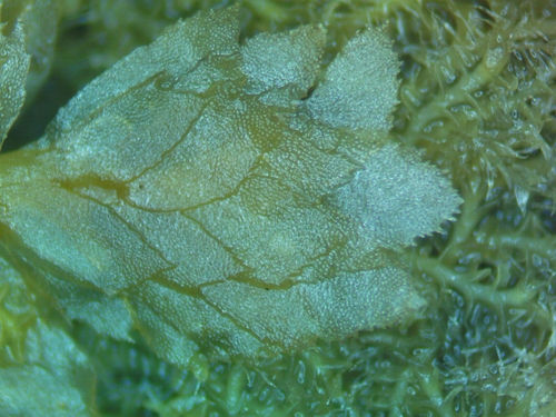 Schistochila kirkiana