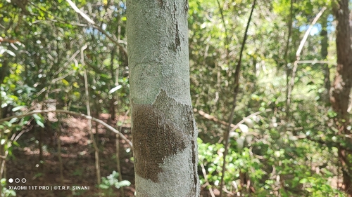 Protium heptaphyllum, photograph 4