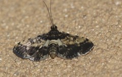 Nacoleia amphicedalis