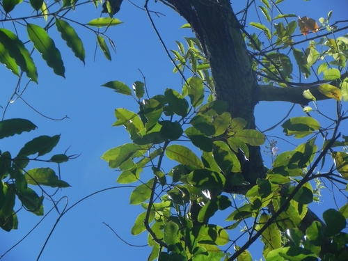 Protium heptaphyllum, photograph 2