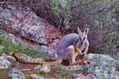 Petrogale xanthopus