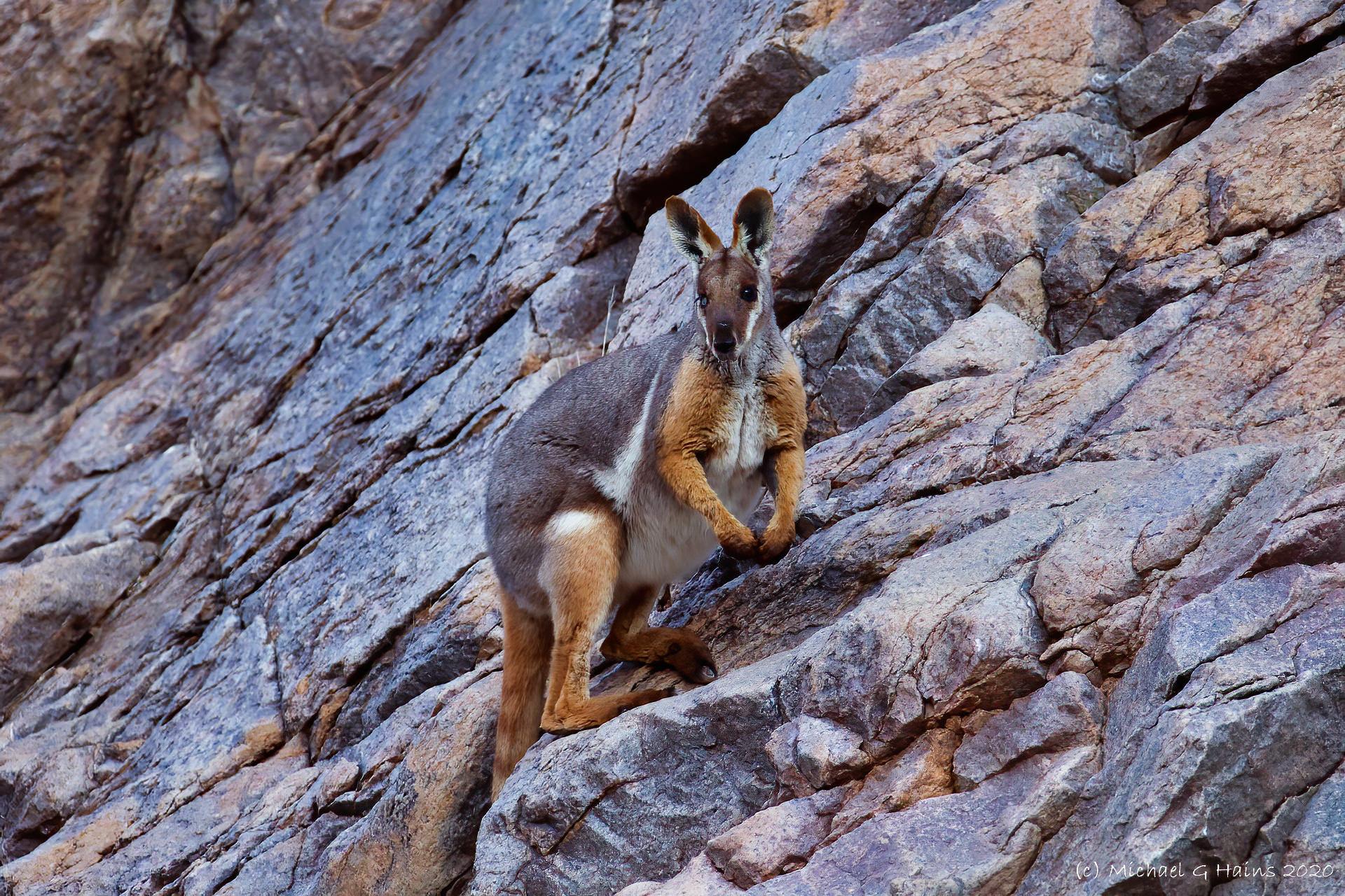 WWF-Australia - A yellow-footed rock wallaby (formerly known as the ring-tailed  wallaby). #HoppyThursday! | Facebook