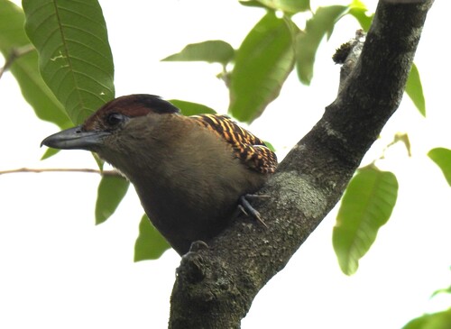 Giant Antshrike (Batara cinerea)