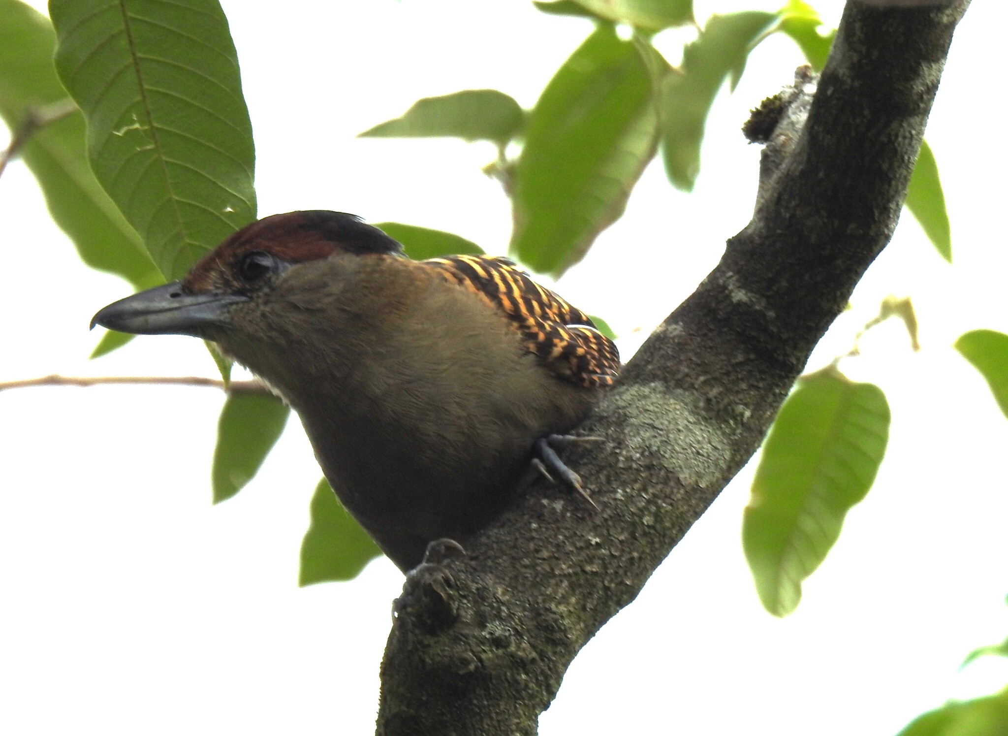 Giant Antshrike (Batara cinerea), photo 1