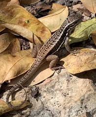 Leiocephalus cubensis
