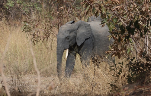 African Savanna Elephant