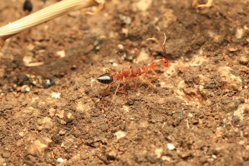 Crematogaster dohrni artifexCrematogaster dohrni artifex