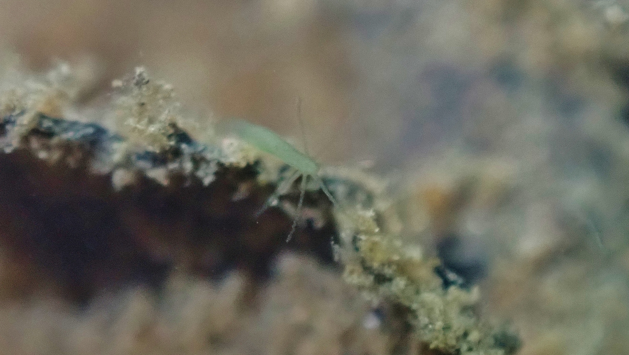 Hydra viridissima Pallas, 1766