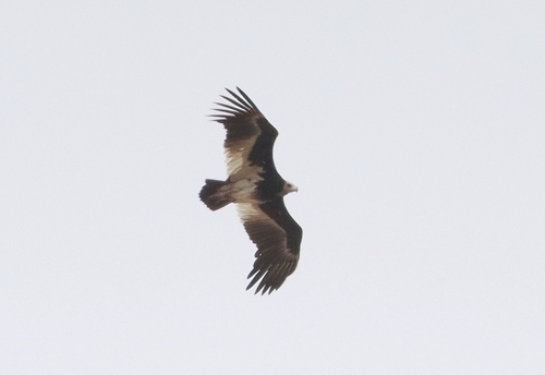 White-headed Vulture