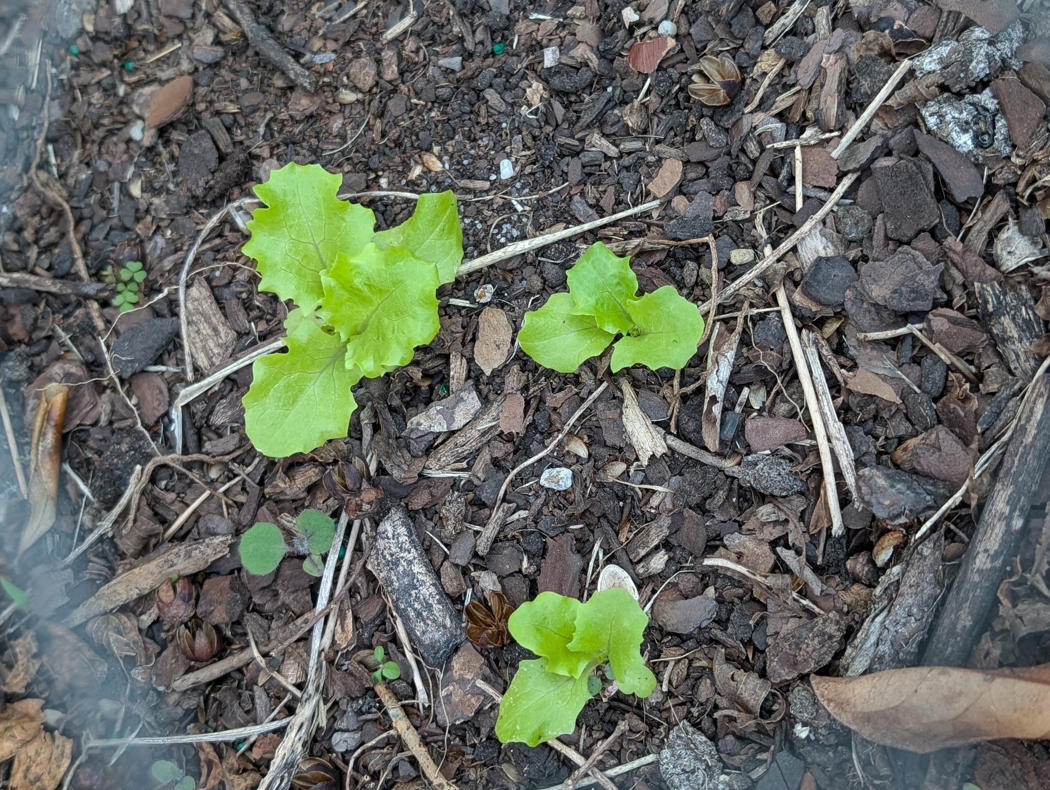 Hydroponic Lettuce