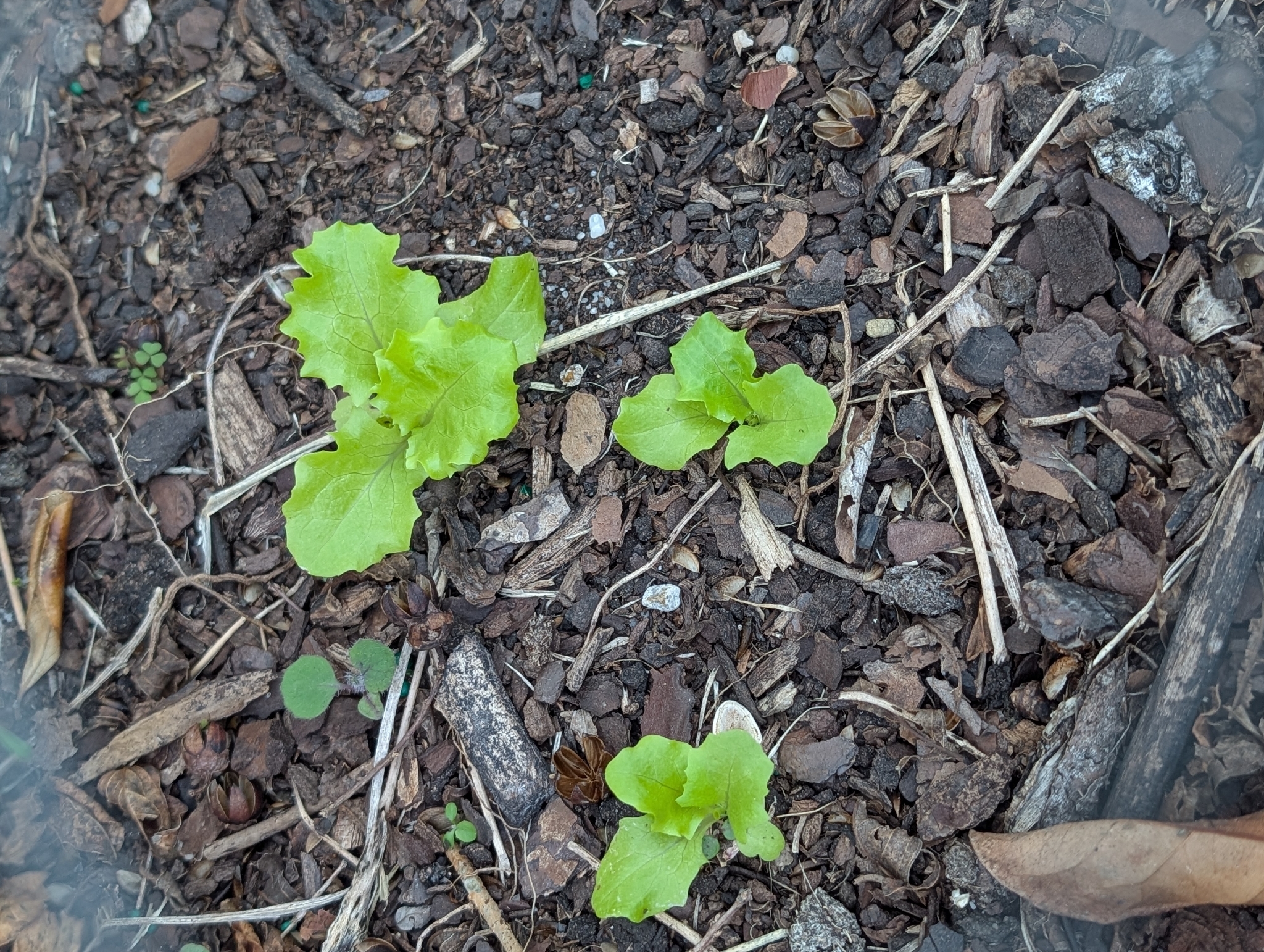 Hydroponic lettuce leaves close up