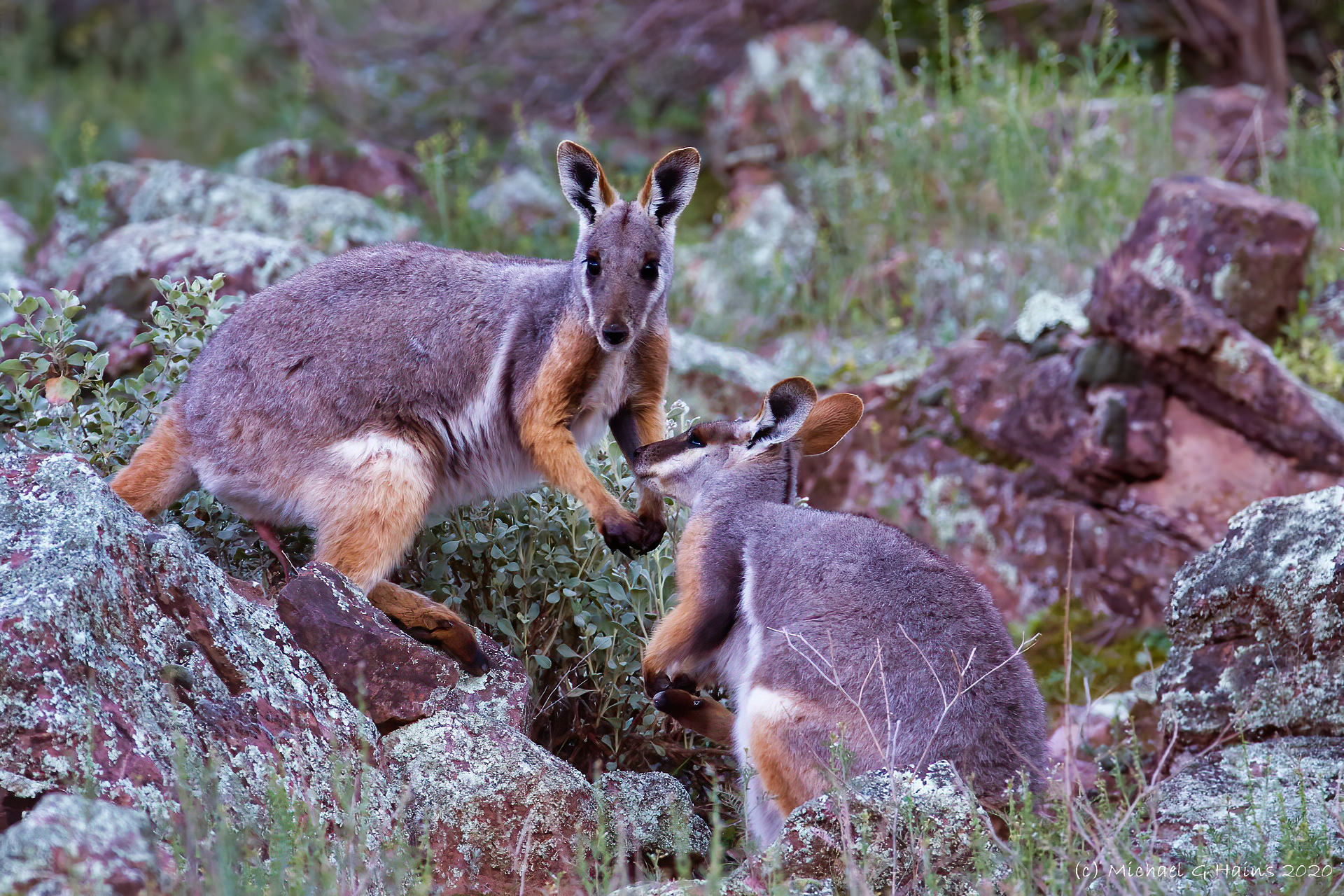 Brush-tailed rock-wallaby - Wikiwand