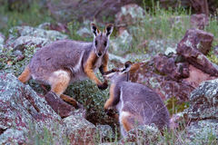 Petrogale xanthopus