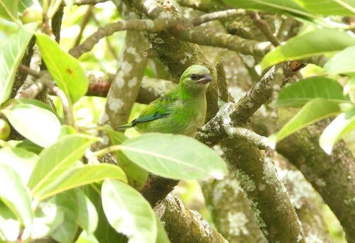 Green-headed Tanager (Tangara seledon), photo 5