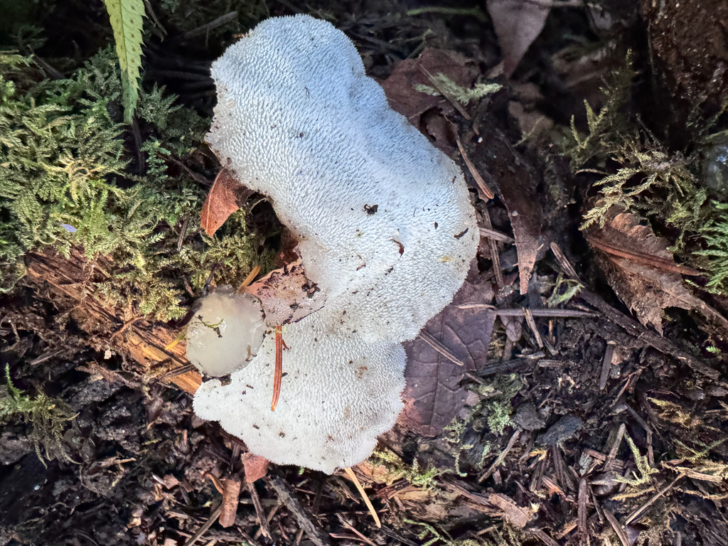 Pseudohydnum gelatinosum · January 2026 · photo: © dpcmiller (iNaturalist, cc-by)