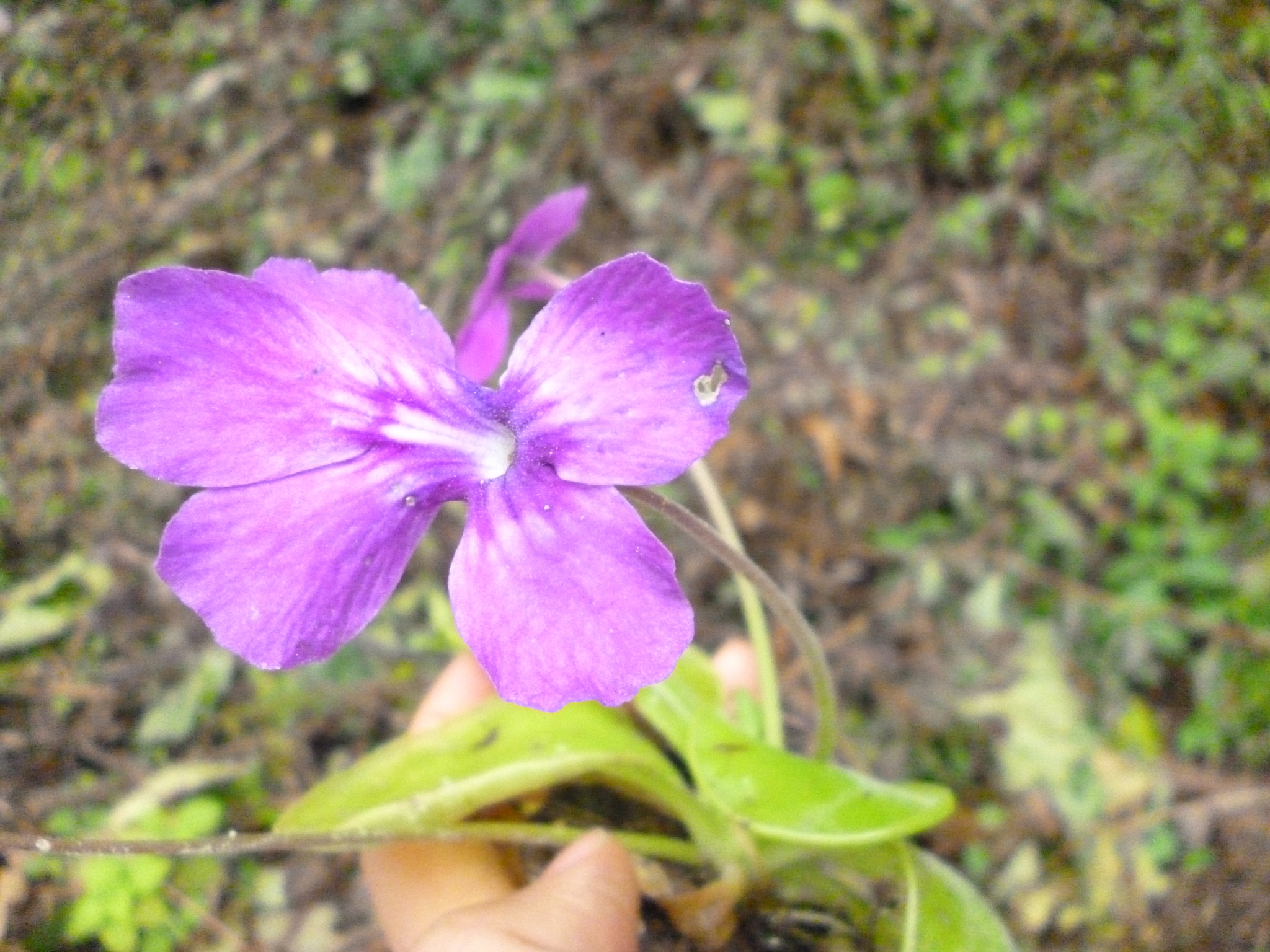 Pinguicula zecheri Speta & F.Fuchs