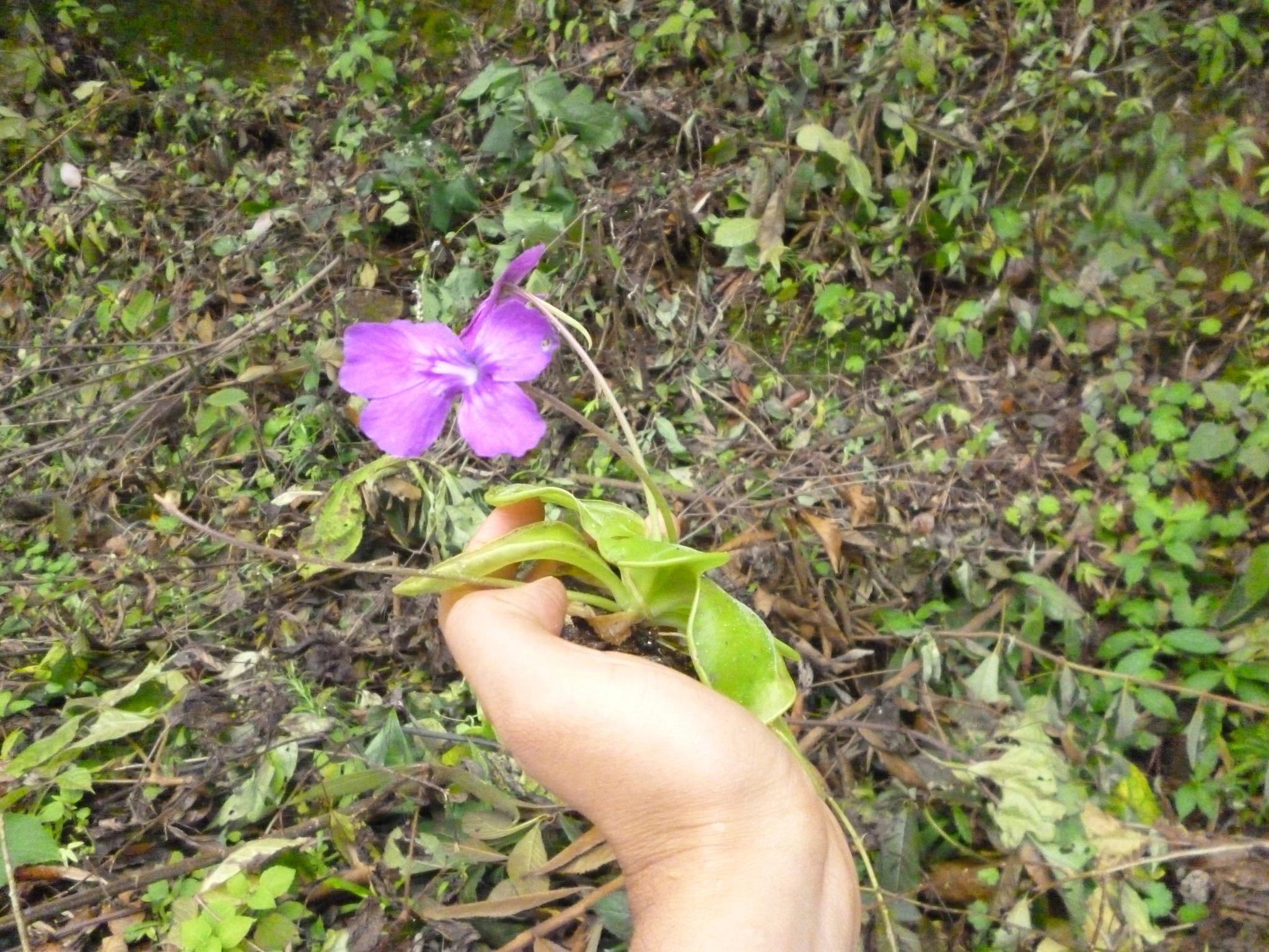 Pinguicula zecheri Speta & F.Fuchs 2