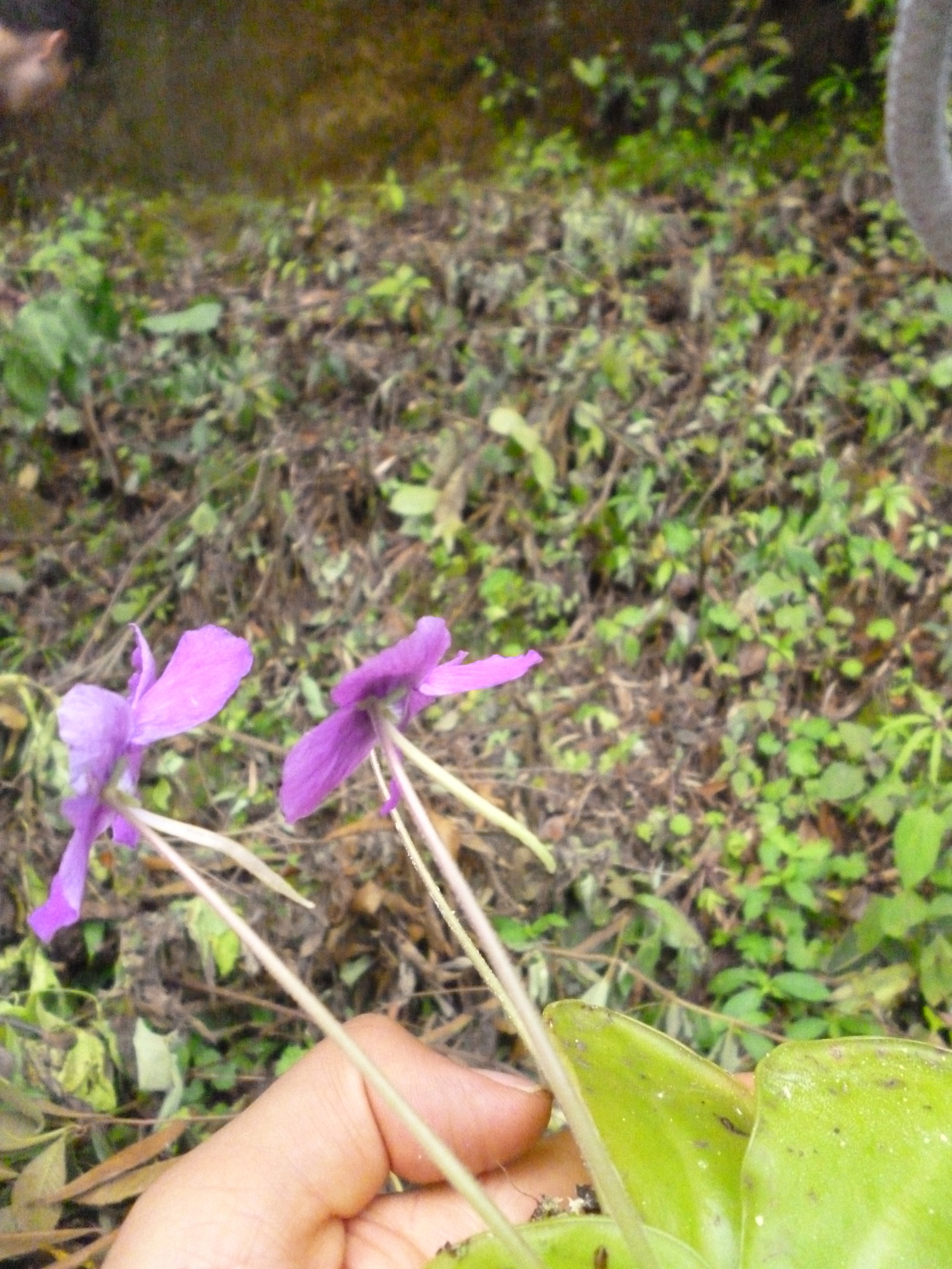 Pinguicula zecheri Speta & F.Fuchs 3
