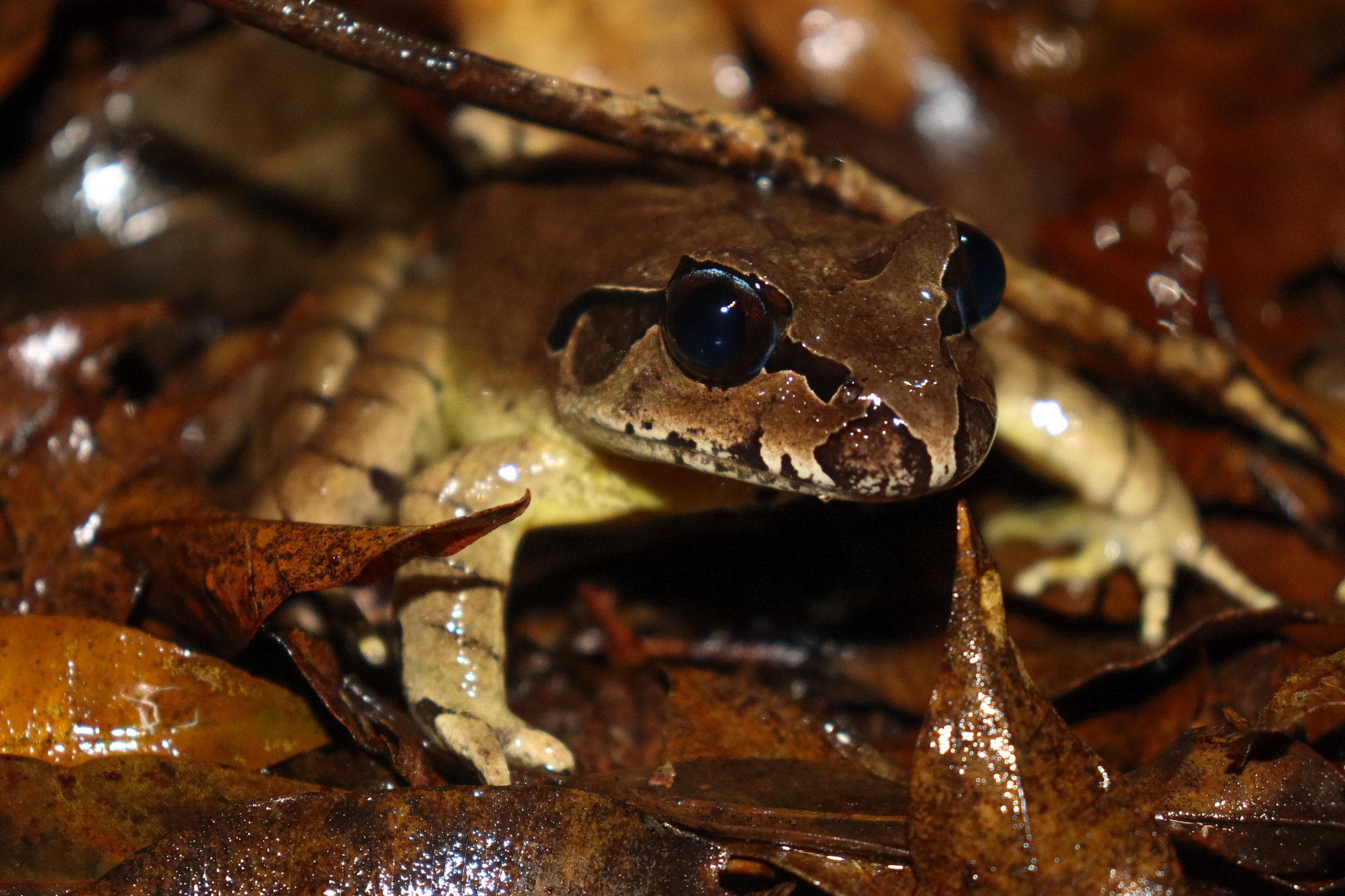 Southern Stuttering Barred Frog photo 4