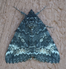 Catocala briseis