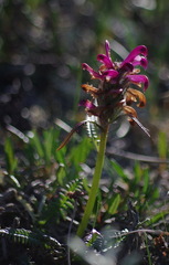 Pedicularis sudetica interior