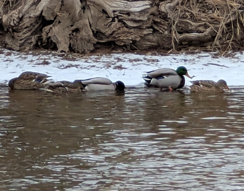 Duck