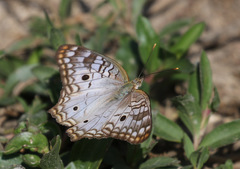 Anartia jatrophae