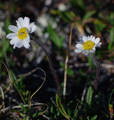 Chrysanthemum integrifolium