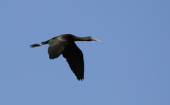 Plegadis falcinellus