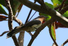 Coccycua pumila